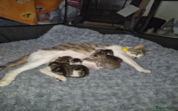 Mixed Breed cats for sale: Tabby kittens for sale - Image 10