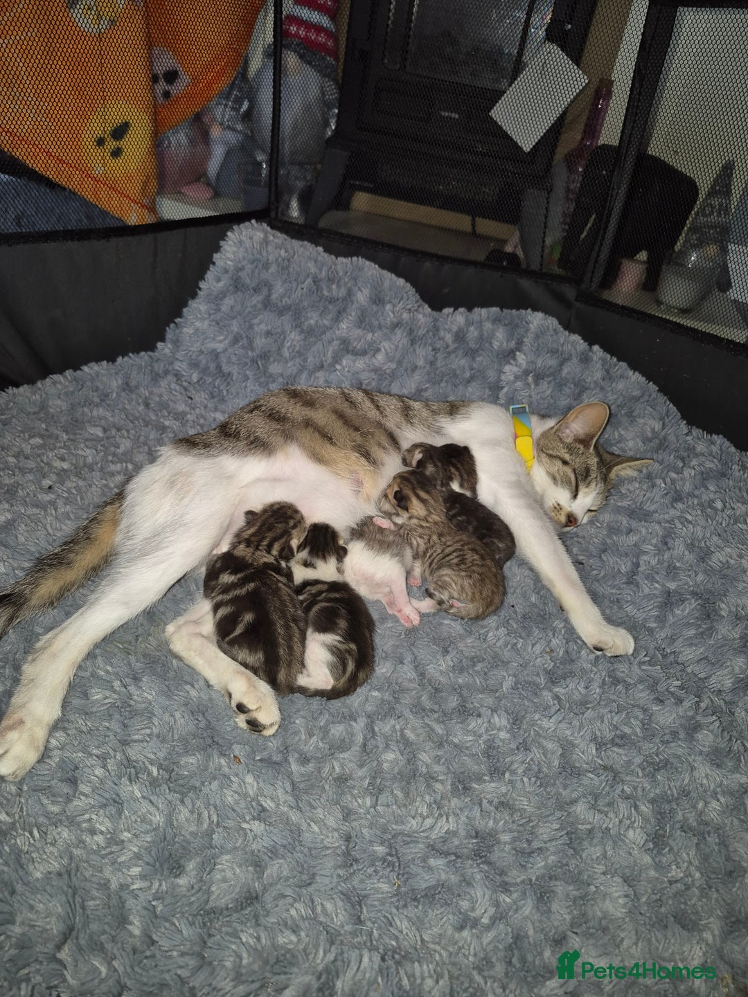 Mixed Breed cats for sale: Tabby kittens for sale - Image 10