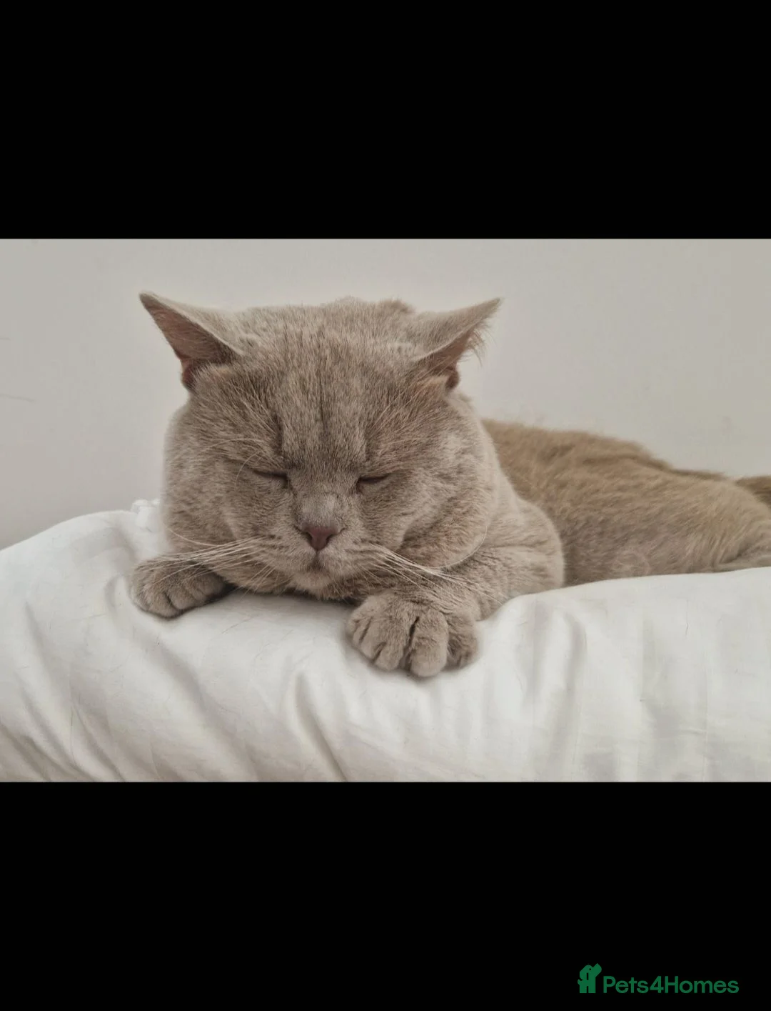 British Shorthair cats for stud: 🐾 Exceptional Lilac British Shorthair Stud 🐾 in Bristol - Advert 2