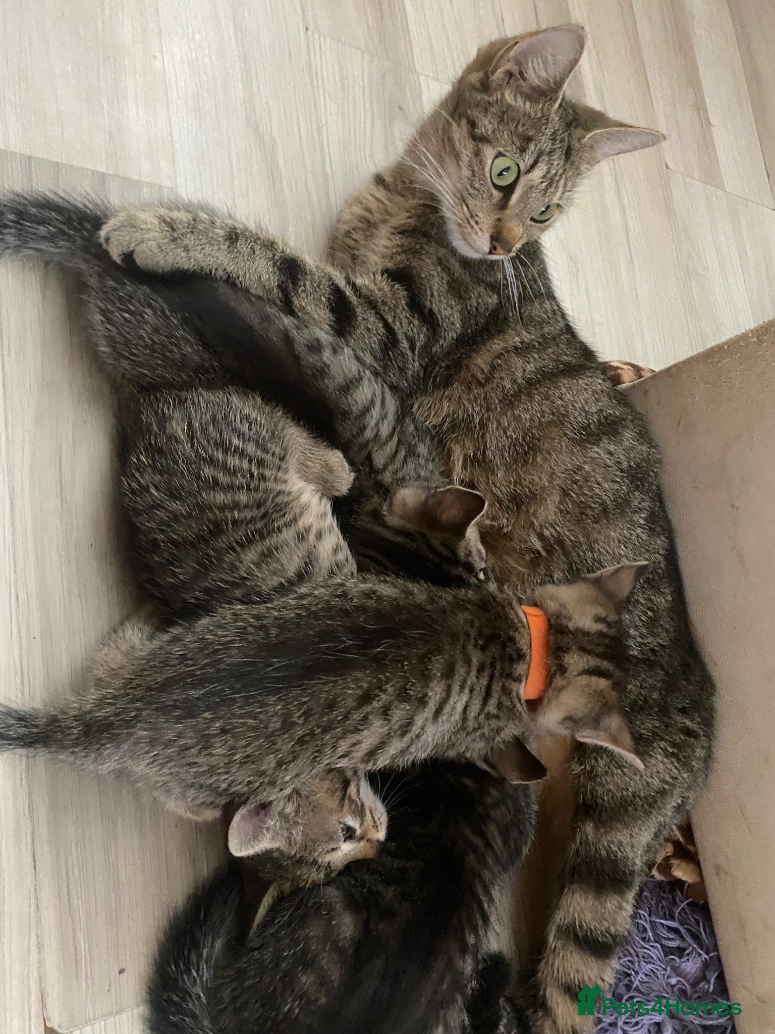 Mixed Breed cats 5 beautiful kittens - Advert 1