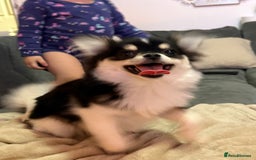 Pomeranian dogs for sale: Pomeranian boy  - Image 1