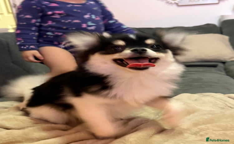 Pomeranian dogs - Advert 9