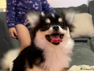 Pomeranian dogs Pomeranian boy - Advert 2