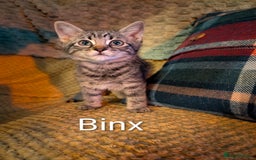 Domestic Shorthair cats for sale: Babies ready for their new homes NOW 🥰 - Image 2