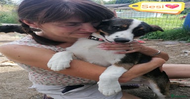 Mixed Breed dogs - Advert 16