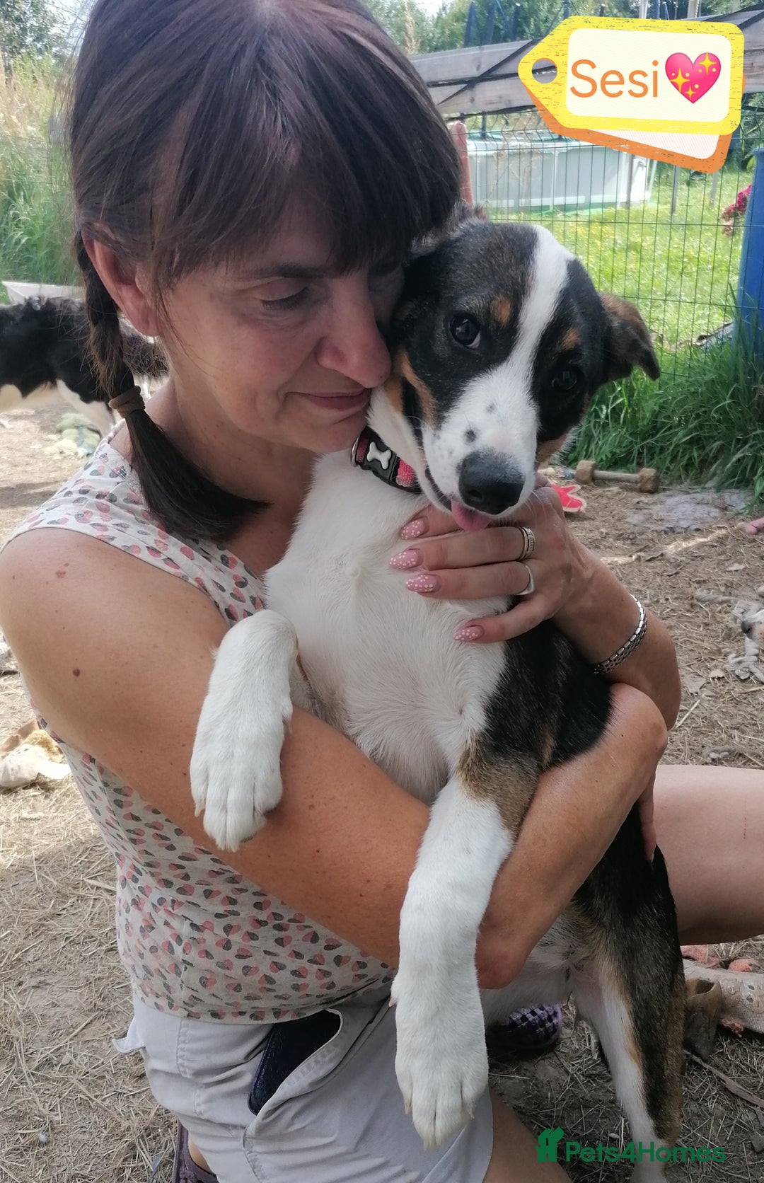 Mixed Breed dogs for adoption: 💖🐶 SESI 🐶💖 - Image 3