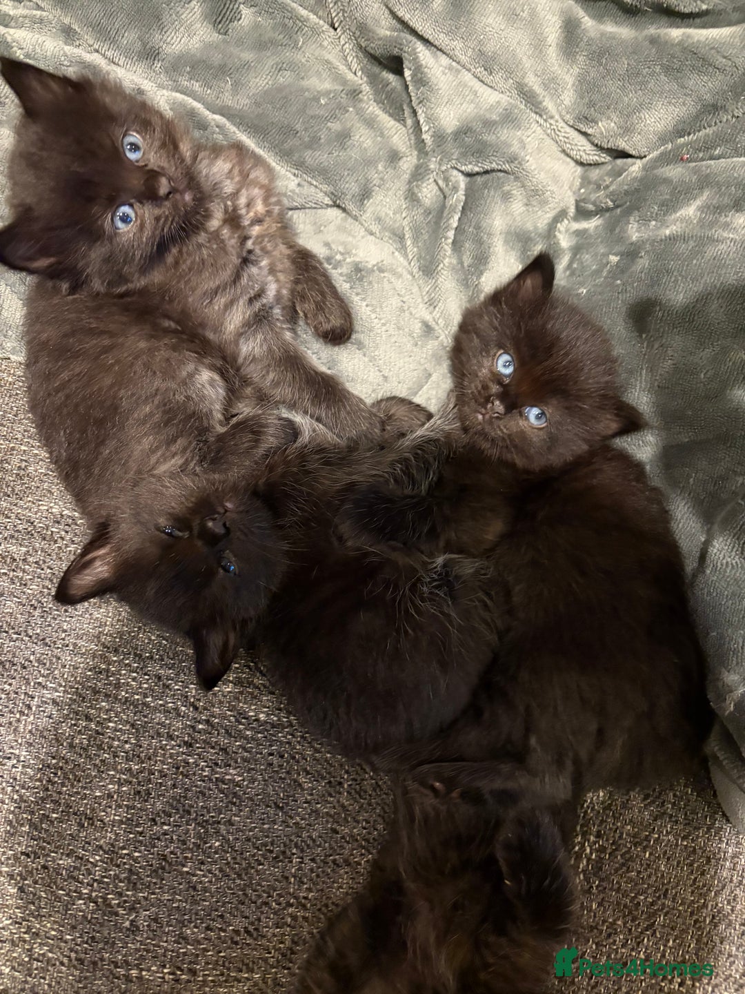 Mixed Breed cats for sale: 5 beautiful mix bread ragdoll fluffy kittens  - Image 9