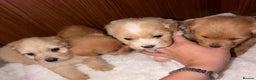 Mixed Breed dogs for sale: Puppies  - Advert 14