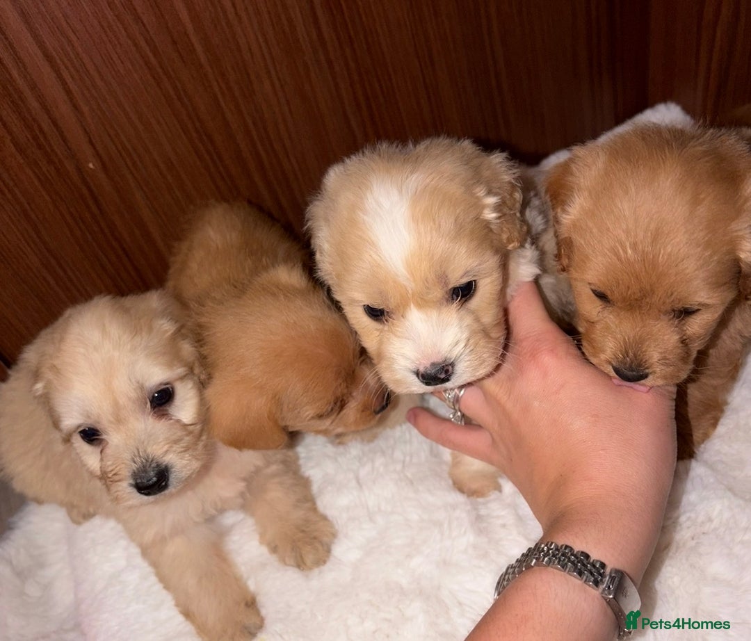 Mixed Breed dogs for sale: Puppies  - Advert 14
