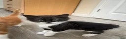 Mixed Breed cats for sale: 4 beautiful kittens for sale❤️ - Advert 9