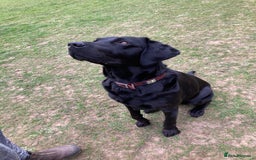 Labrador Retriever dogs for sale: Fab Black Male and Female Fox Red Labrador Puppy - Image 8