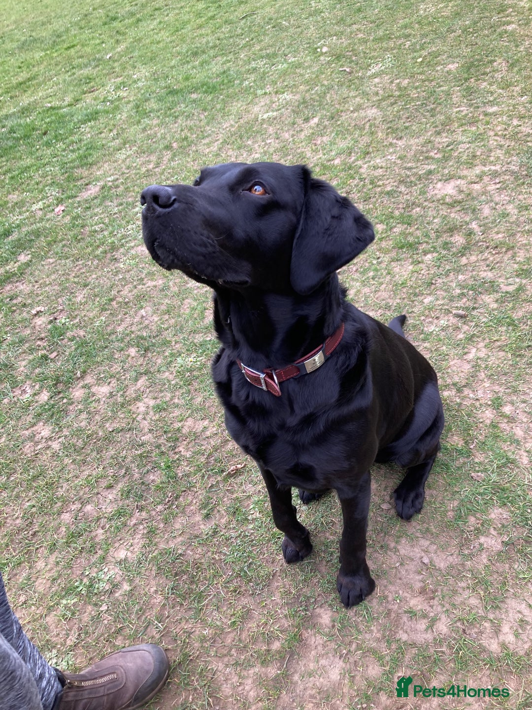 Labrador Retriever dogs for sale: Fab Black Male and Female Fox Red Labrador Puppy - Image 8