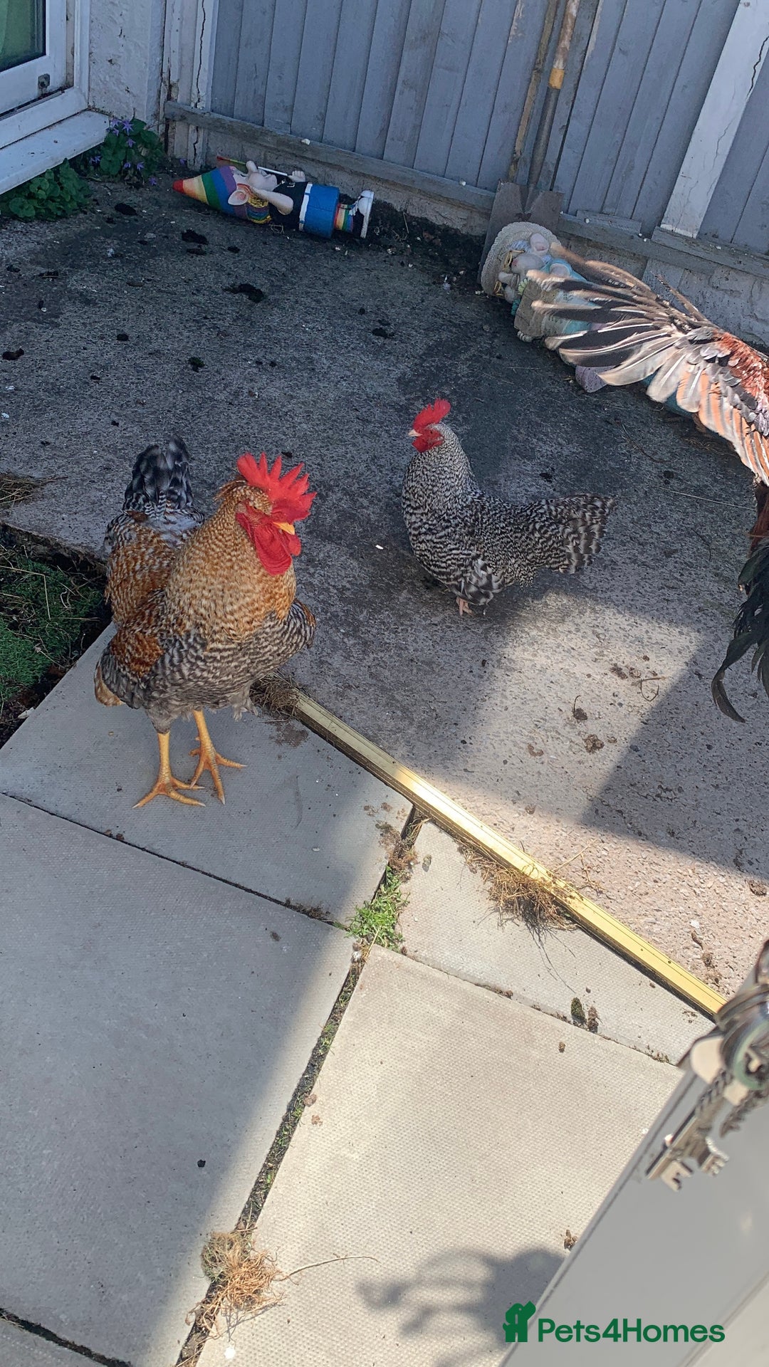 Chickens poultry for sale: 3 beautiful tame cockerels  - Image 4