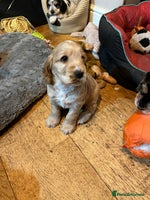 Cocker Spaniel dogs - Advert 1
