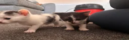 Mixed Breed cats for sale: Kittens *Ready in 2 weeks* - Advert 3