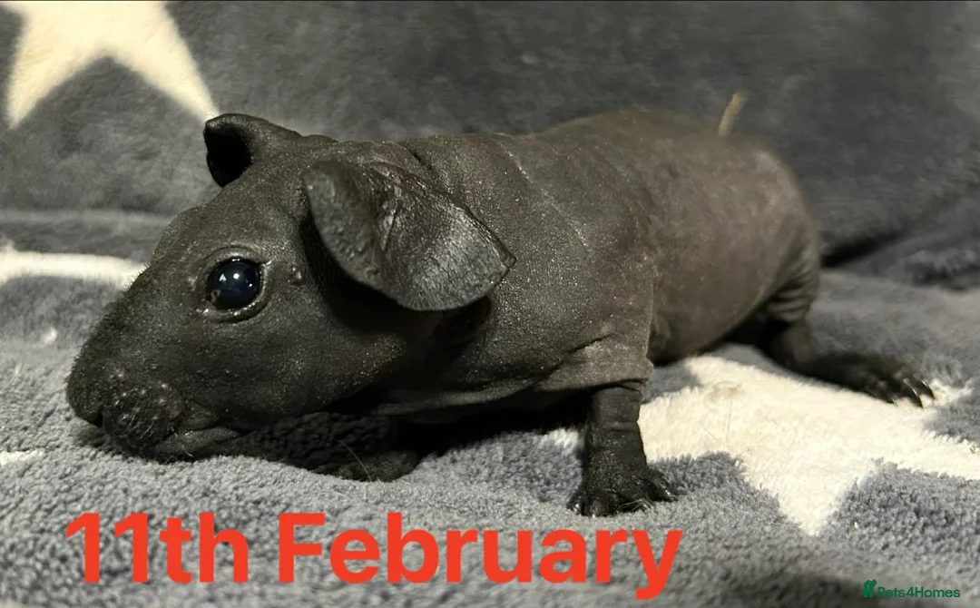 Guinea Pig rodents for sale: Skinny Pig Boars. Ready to Leave/Reserve Now.  - Advert 1