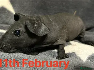 Guinea Pig rodents Skinny Pig Boars. Ready to Leave/Reserve Now. - Advert 18