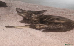 Mixed Breed cats for sale: Beautiful kittens  - Image 8