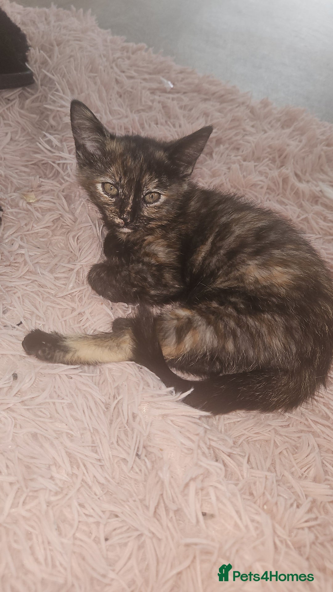 Mixed Breed cats for sale: Beautiful kittens  - Image 8