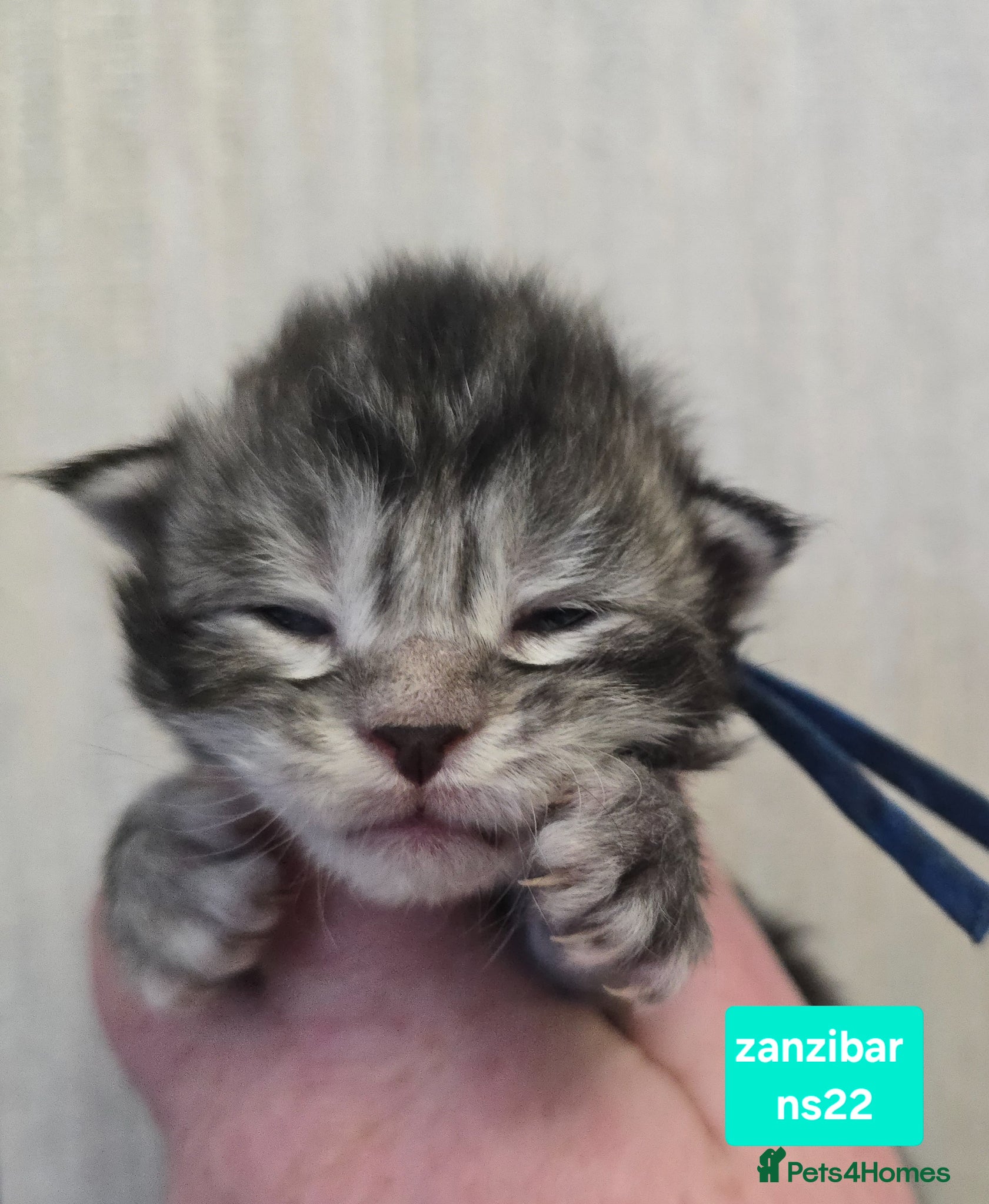 Maine Coon cats Stunning Maine Coon Kittens - Advert 1