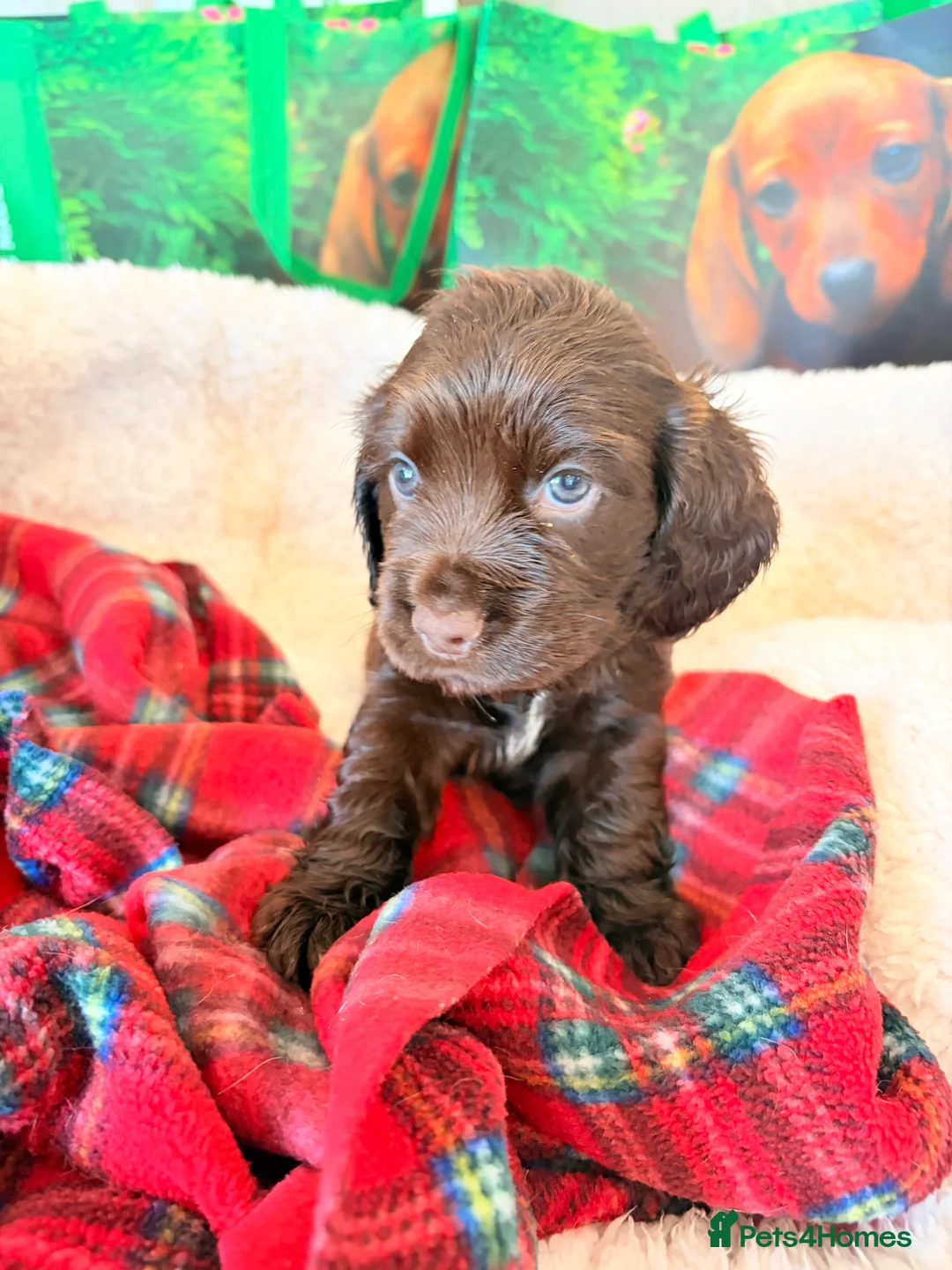 Cocker Spaniel dogs for sale: KC show cocker spaniel puppies Simbawood sire  - Advert 2