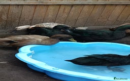 Ducks poultry for sale: Flock seeking new pasture - Image 5