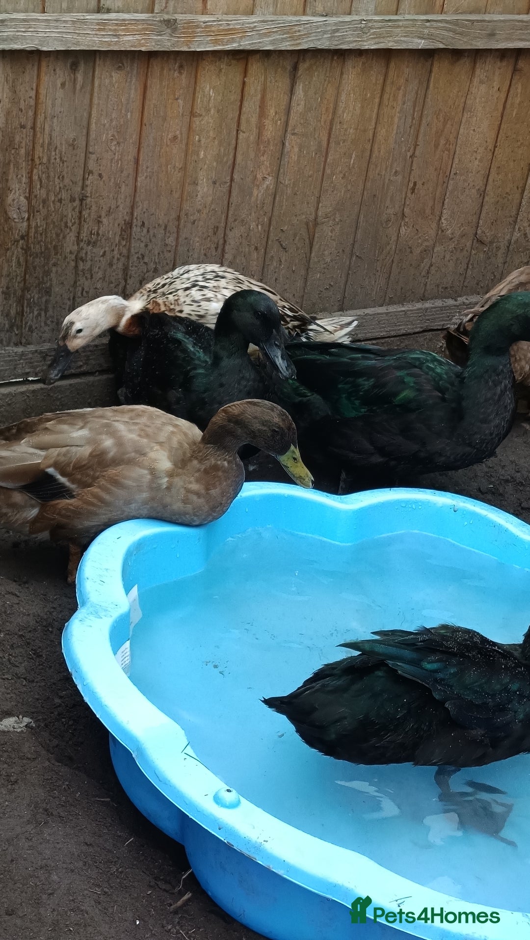 Ducks poultry for sale: Flock seeking new pasture - Image 5