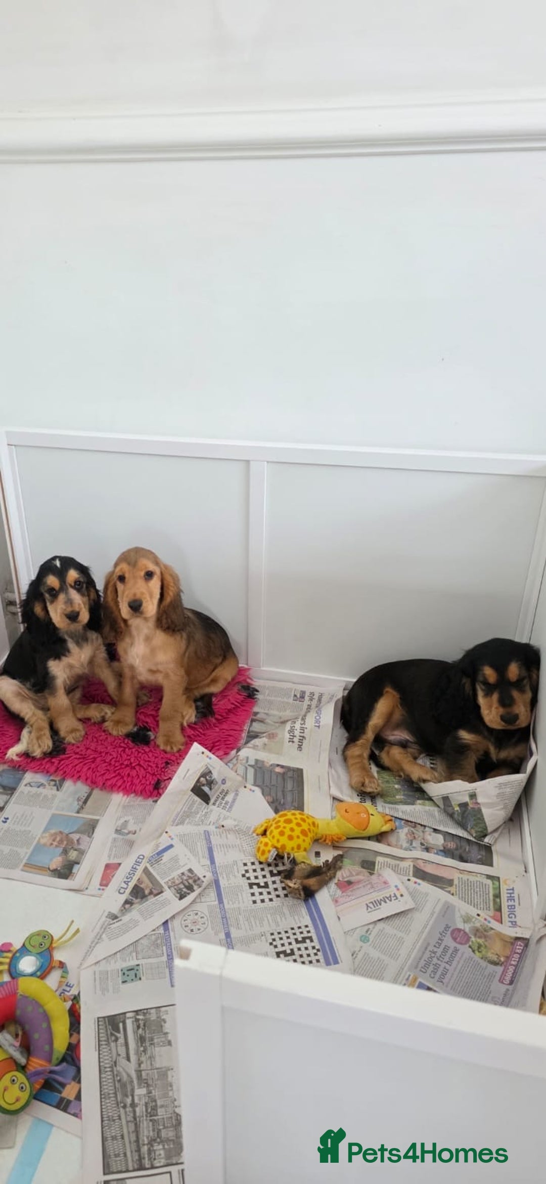 Cocker Spaniel dogs for sale: KC ENGLISH SHOW TYPE COCKER SPANIELS - Image 7