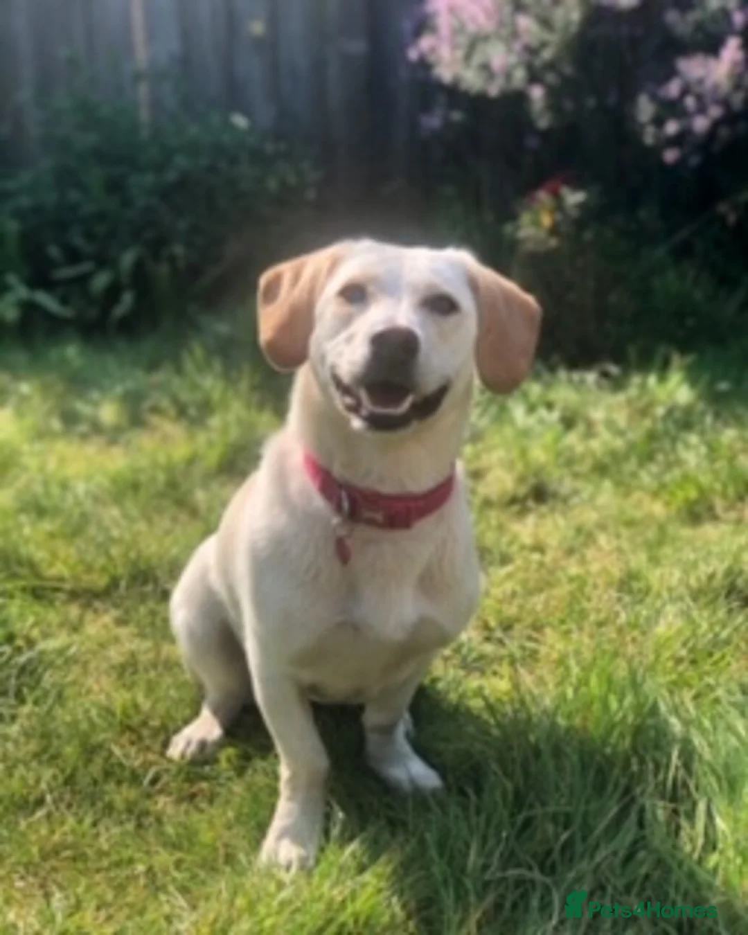 Mixed Breed dogs for adoption: Poppy Looking For Her Forever Home  - Advert 1