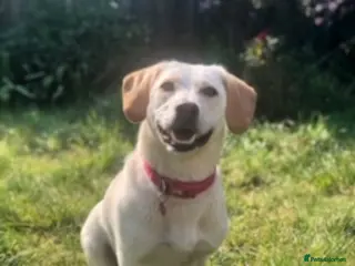 Mixed Breed dogs Poppy Looking For Her Forever Home - Advert 1