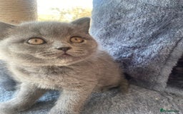 British Shorthair cats for sale: GCCF Due! British Shorthair Kittens in Salford - Image 7