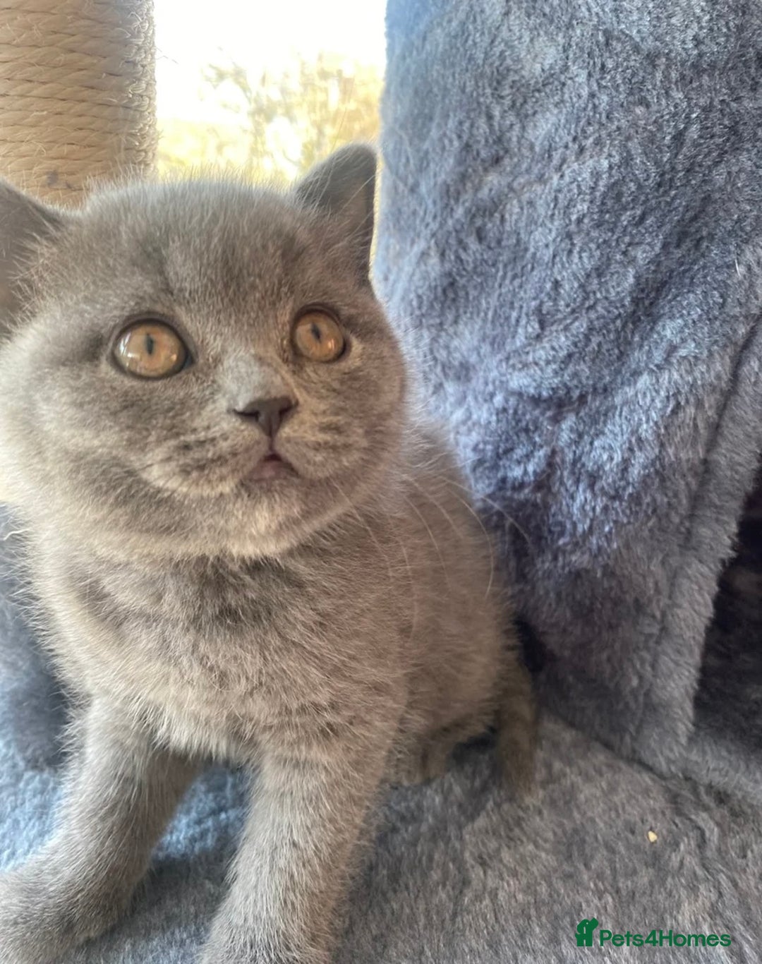 British Shorthair cats for sale: GCCF Due! British Shorthair Kittens in Salford - Image 7