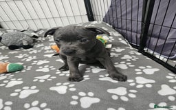 Staffordshire Bull Terrier dogs for sale: Blue staffordshire bull terrier  - Image 4