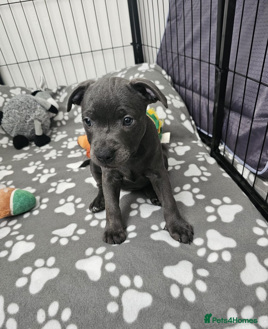 Staffordshire Bull Terrier dogs for sale: Blue staffordshire bull terrier  - Image 4