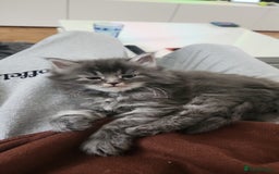 Maine Coon cats for sale: 2 female Maine coons  - Image 7