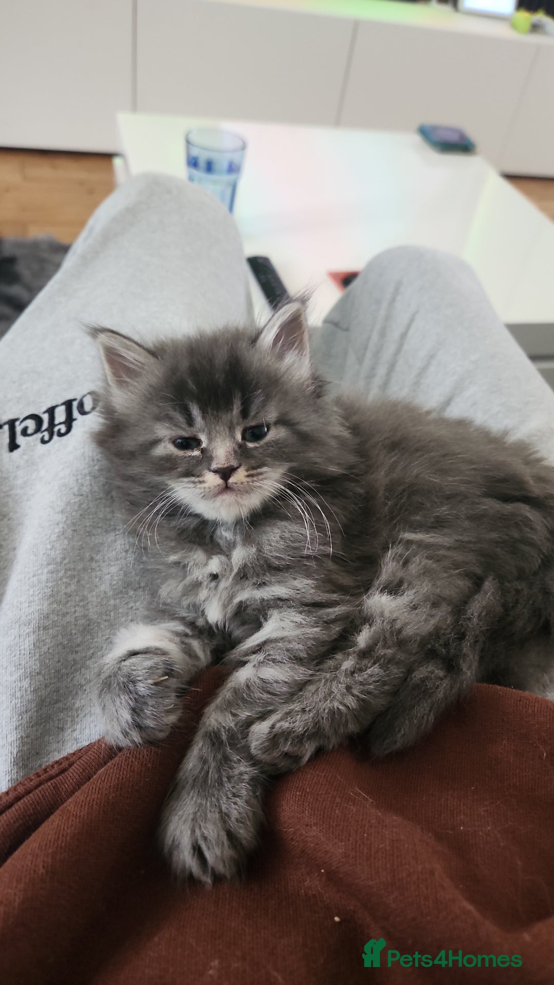 Maine Coon cats for sale: 2 female Maine coons  - Image 7