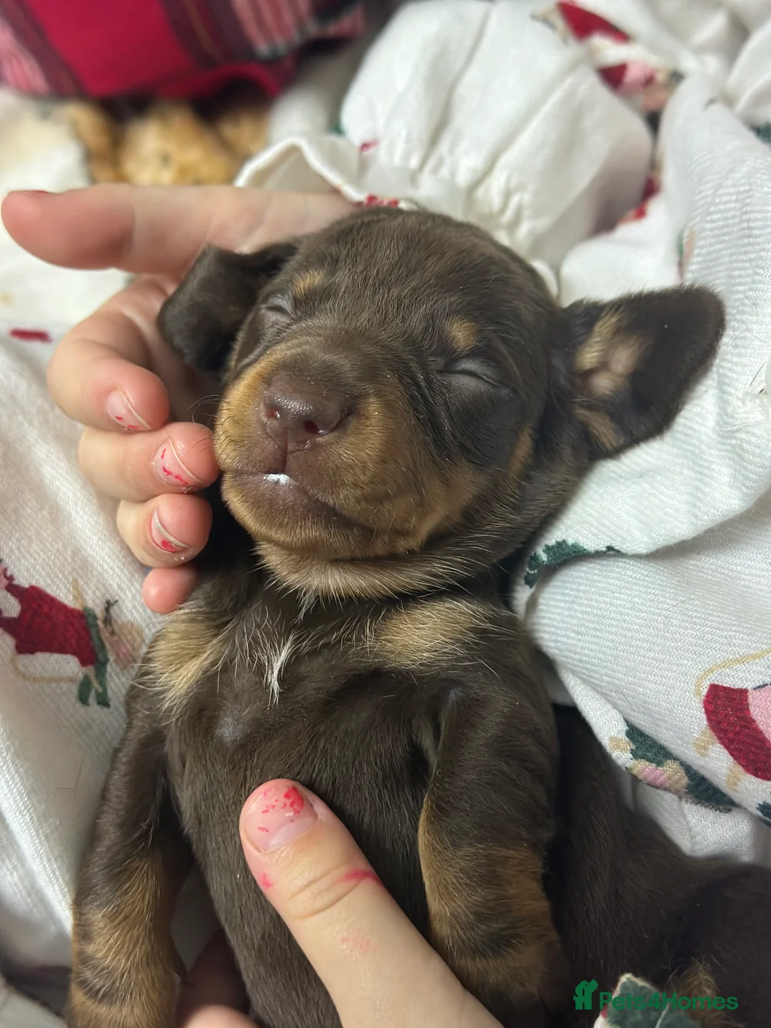 Dachshund dogs for sale: Genuine tiny Kaninchen Dachshund Puppies  - Advert 11