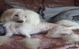 Chinese Crested dogs for stud: Mr stanley STUD ONLY KC REGISTERED  in Swindon - Image 3