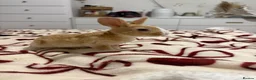 Mixed Breed rabbits for sale: Rabbits aged 5 weeks currently in Portsmouth - Advert 7