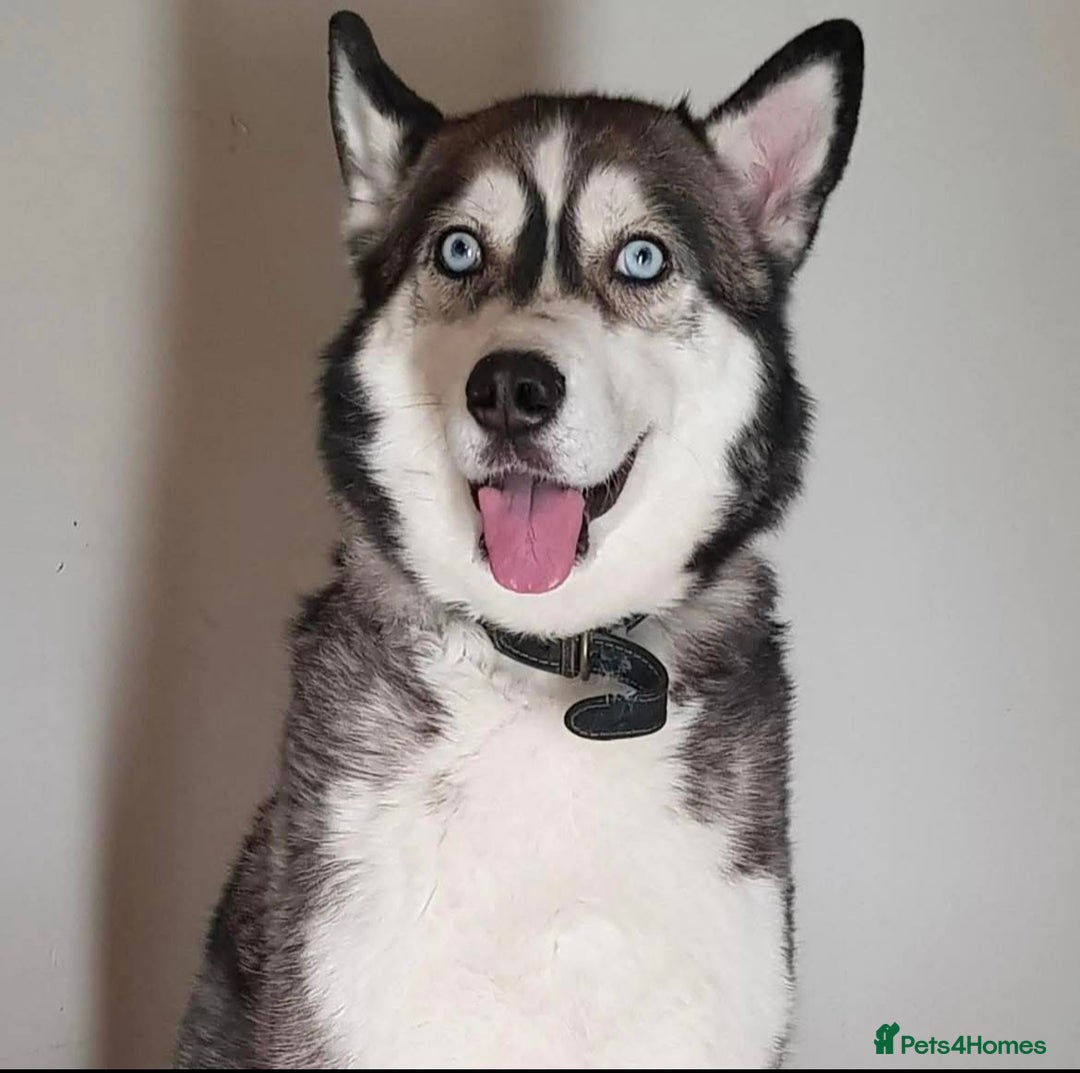 Siberian Husky dogs for sale: 5 year old husky - Image 1
