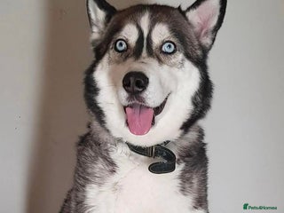 Siberian Husky dogs - Advert 2