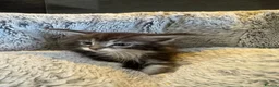 Maine Coon cats for sale: Full maine coon kittens ready now - Advert 4
