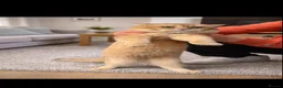 British Shorthair cats for stud: British golden cat - Advert 3
