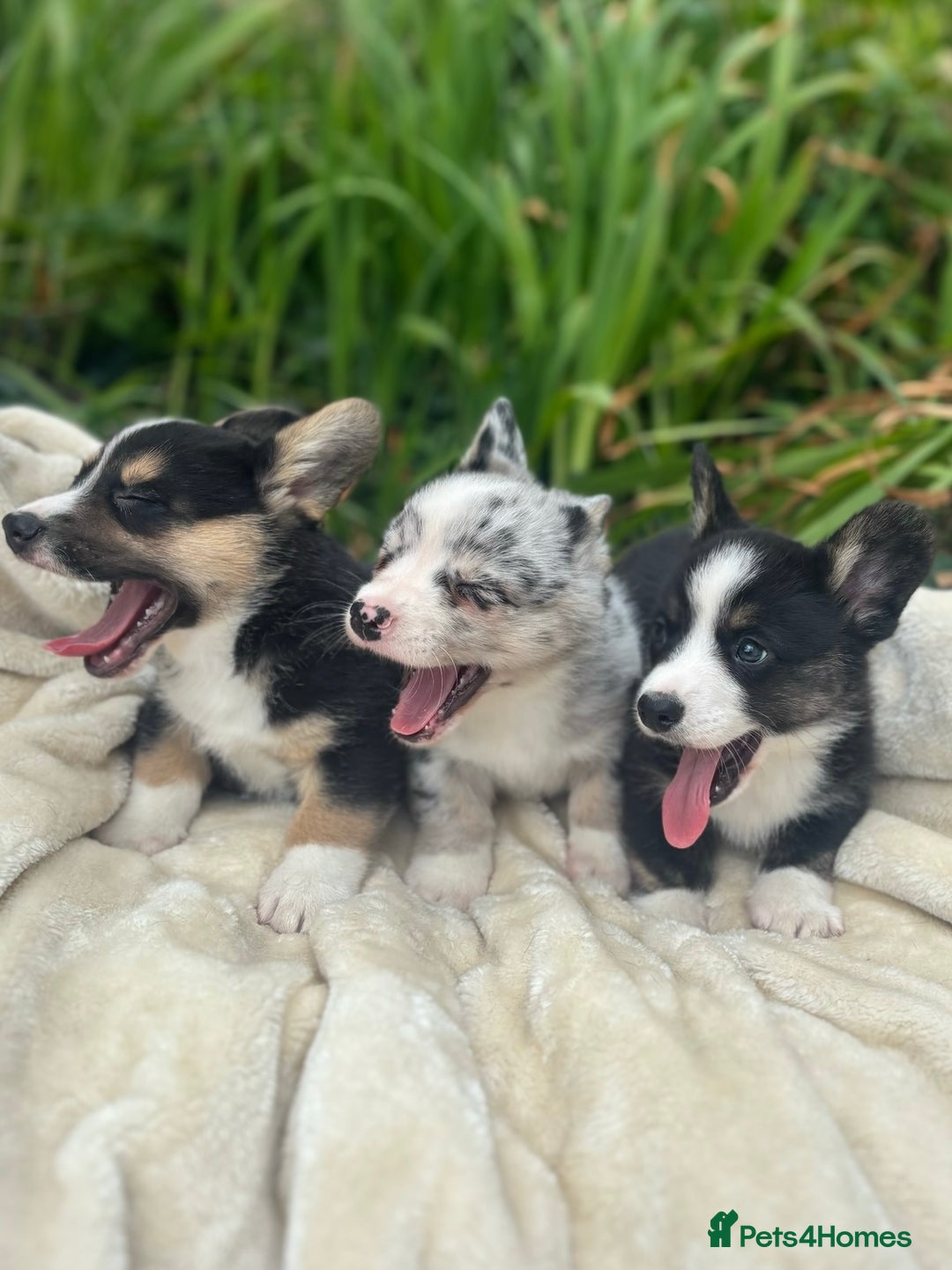 Welsh Corgi Cardigan dogs for sale: ⭐️Beautiful Cardiganshire Corgi Pups⭐️*1 LEFT* - Image 10