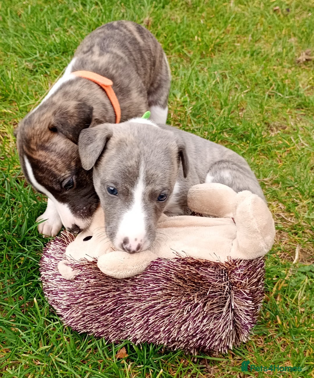 Whippet dogs for sale: Quality KC reg Whippet Puppies - Image 14
