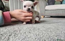 Chihuahua dogs for sale: Teeny Chihuahua Pup   - Image 11