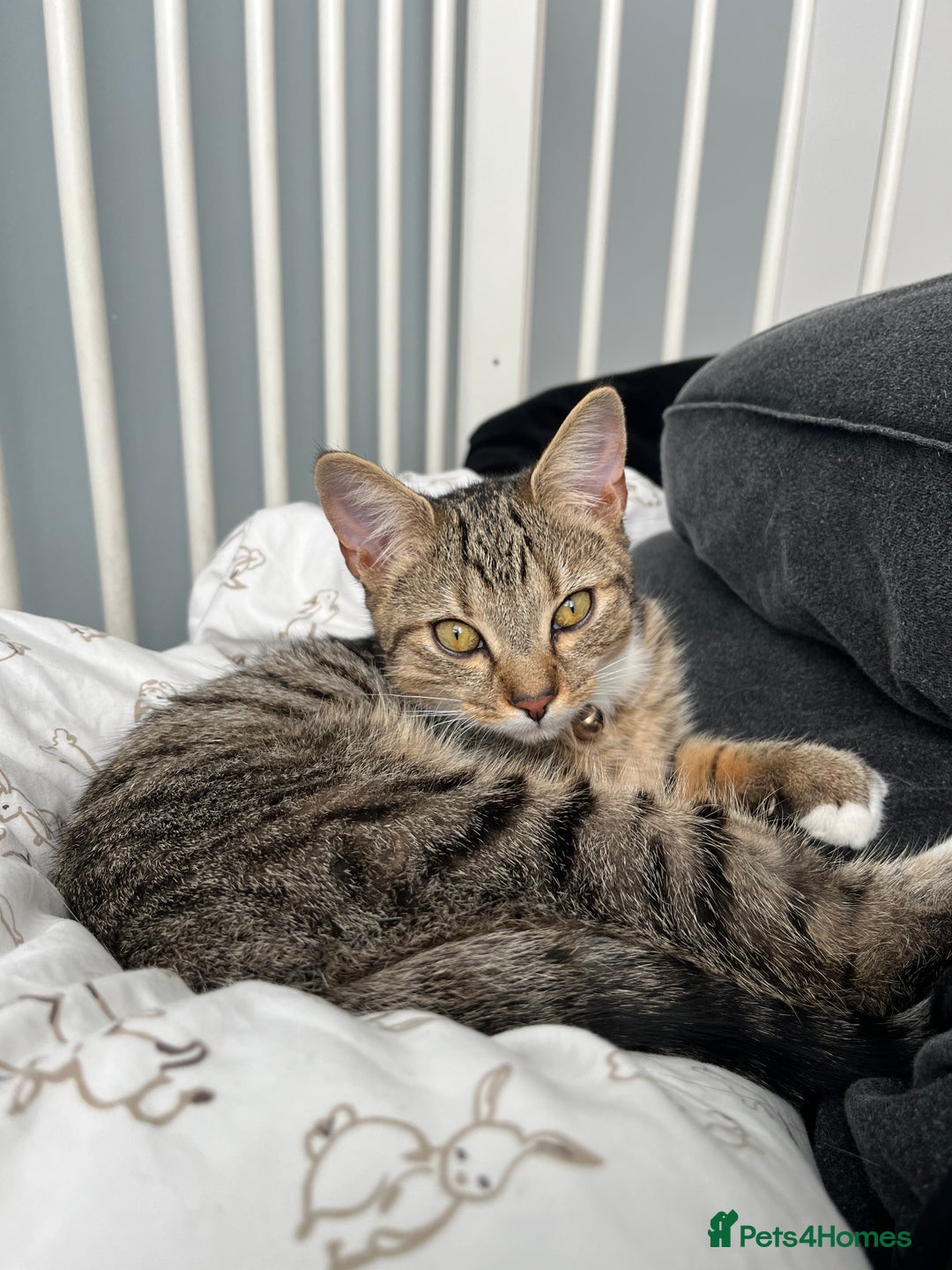 Mixed Breed cats for sale: Hazel,  ** ! - Advert 2