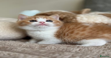 British Shorthair cats - Advert 14