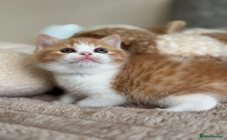 British Shorthair cats - Advert 7