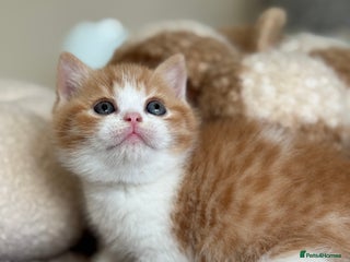 British Shorthair cats - Advert 33